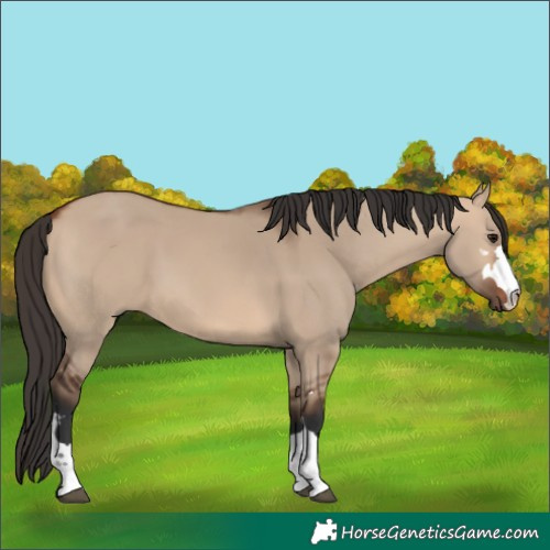 Horse Color:Bay Dun