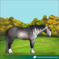 Horse Color:Gray Bay 