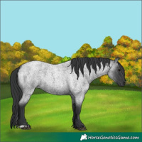 Horse Color:Blue Roan