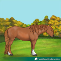 Horse Color:Chestnut Tobiano