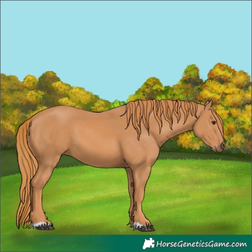 Horse Color:Chestnut 