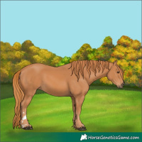 Horse Color:Chestnut 