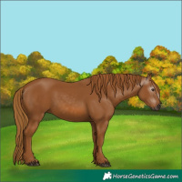 Horse Color:Gray Chestnut 