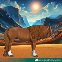 Horse Color:Gray Chestnut 
