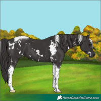 Horse Color:White Spotted Smoky Black Tobiano