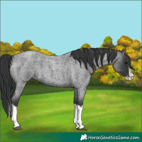 Horse Color:Blue Roan Splash
