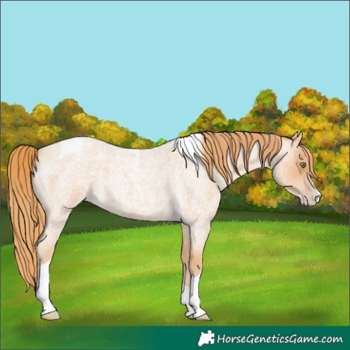 Horse Color:Gold Champagne Roan Splash Tobiano