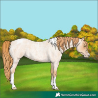 Horse Color:Gold Champagne Roan Splash Tobiano 