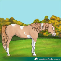 Horse Color:Gold Champagne Splash Tobiano