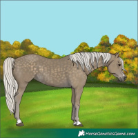 Horse Color:Silver Smoky Black 