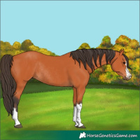 Horse Color:Bay Rabicano 