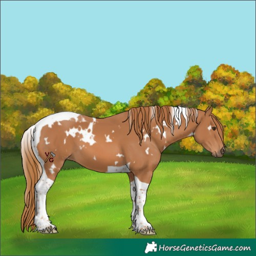 Horse Color:White Spotted Chestnut Tobiano 