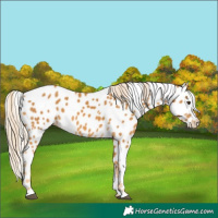 Horse Color:Palomino Appaloosa 