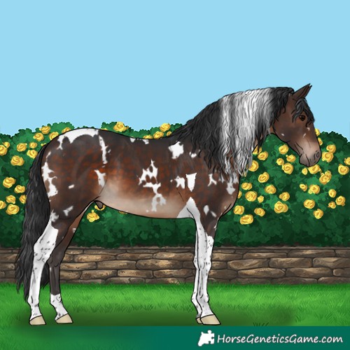 Horse Color:White Spotted Brown Tobiano 