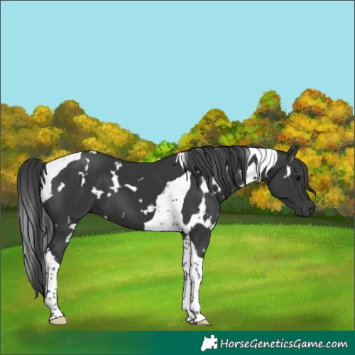 Horse Color:White Spotted Black Tobiano