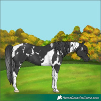 Horse Color:White Spotted Black Tobiano 