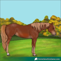 Horse Color:Chestnut 
