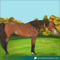 Horse Color:Bay Splash 