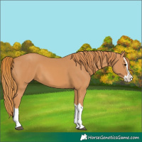 Horse Color:Chestnut Splash