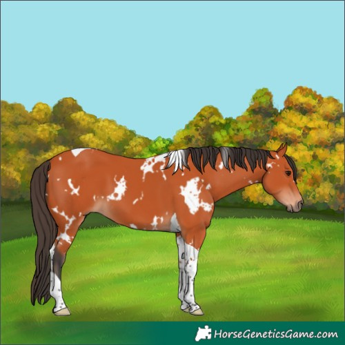 Horse Color:White Spotted Bay Tobiano 