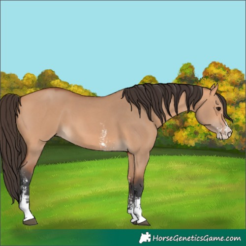 Horse Color:Bay Dun Sabino