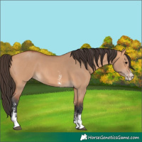 Horse Color:Bay Dun Sabino