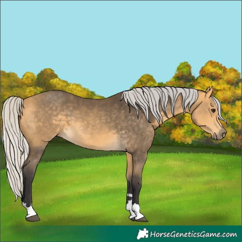 Horse Color:Silver Buckskin 