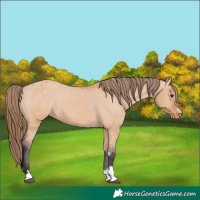 Horse Color:Bay Dun Varnish 