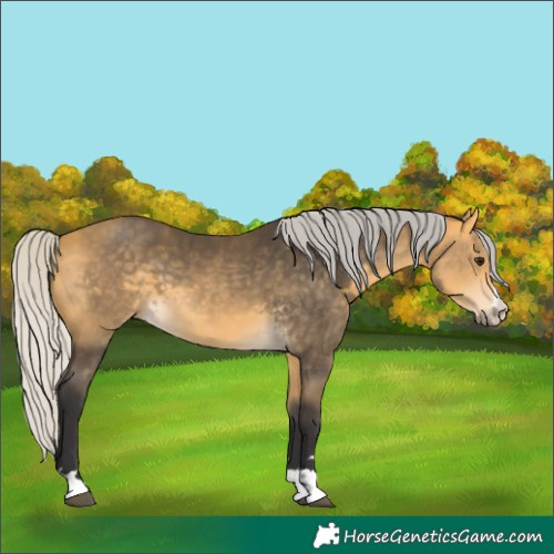 Horse Color:Silver Buckskin