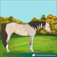 Horse Color:Buckskin Ice Dun