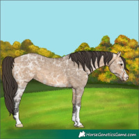 Horse Color:Bay Ice Dun 