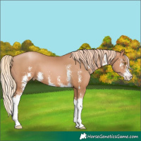 Horse Color:Chestnut Pearl Sabino