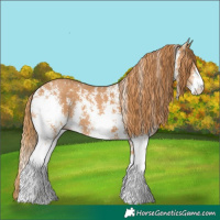 Horse Color:Chestnut Sabino