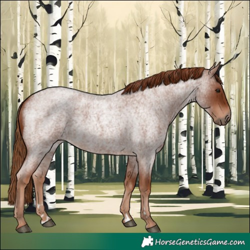 Horse Color:Red Roan 