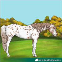 Horse Color:Chestnut Sabino Appaloosa 