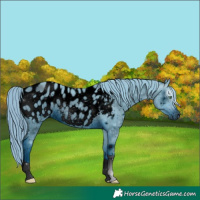 Horse Color:ERROR: UNKNOWN ANOMALY