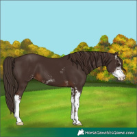 Horse Color:Liver Chestnut Sabino 