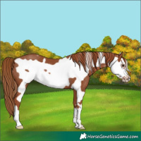 Horse Color:Chestnut Frame Rabicano