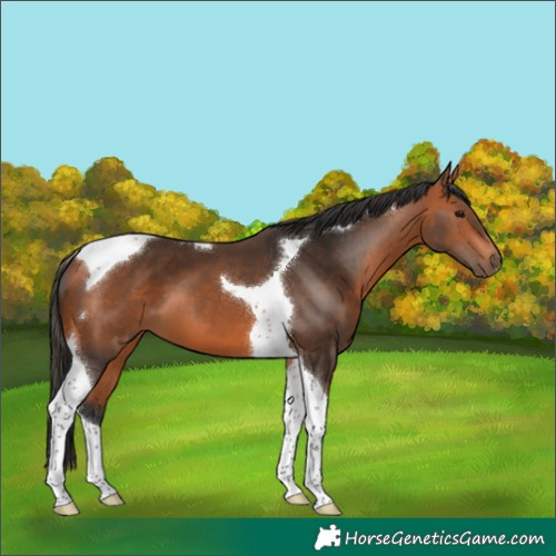 Horse Color:Bay Tobiano