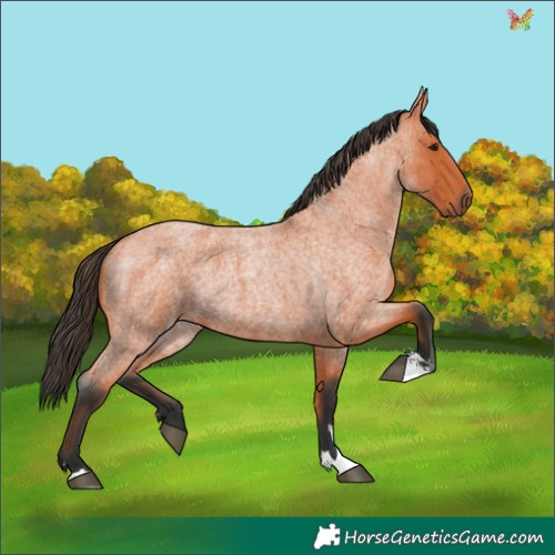 Horse Color:Bay Roan 
