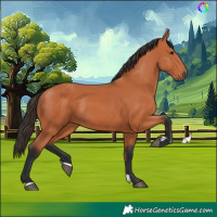 Horse Color:Bay 
