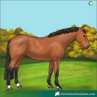 Horse Color:Bay 