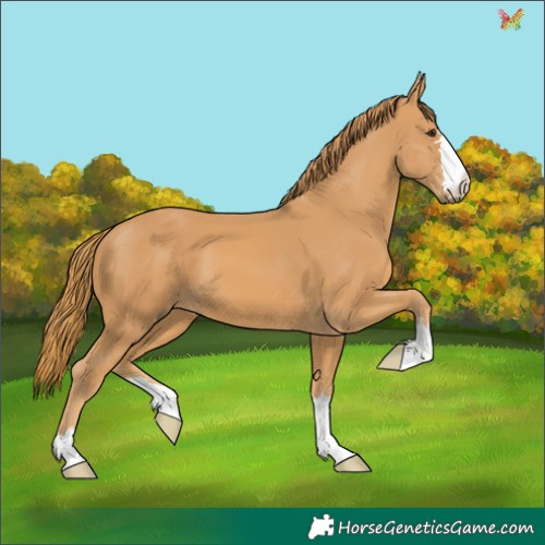 Horse Color:Chestnut 
