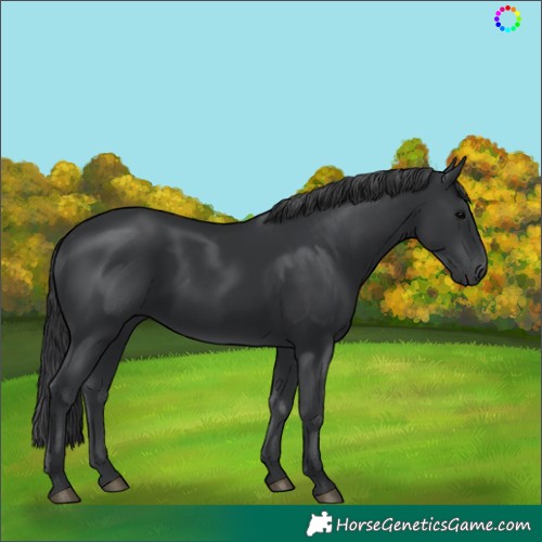 Horse Color:Black 