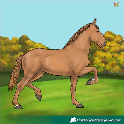 Horse Color:Chestnut 