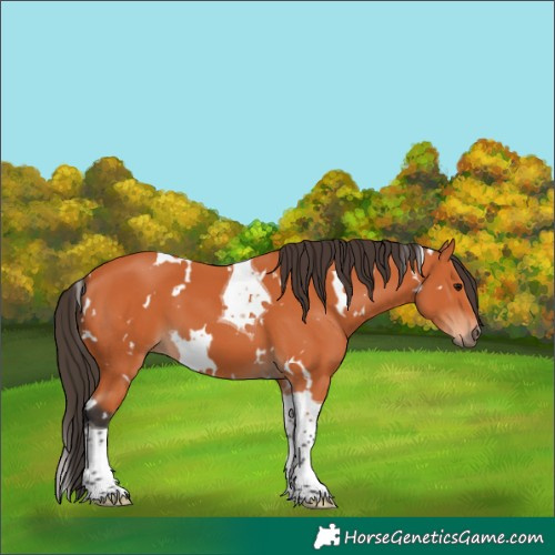 Horse Color:White Spotted Bay Tobiano 