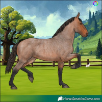 Horse Color:Bay Roan