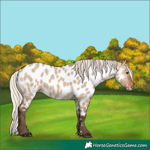 Horse Color:Silver Brown Dun Appaloosa 