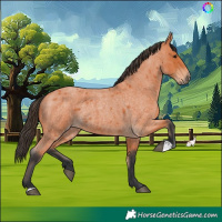Horse Color:Bay Roan 