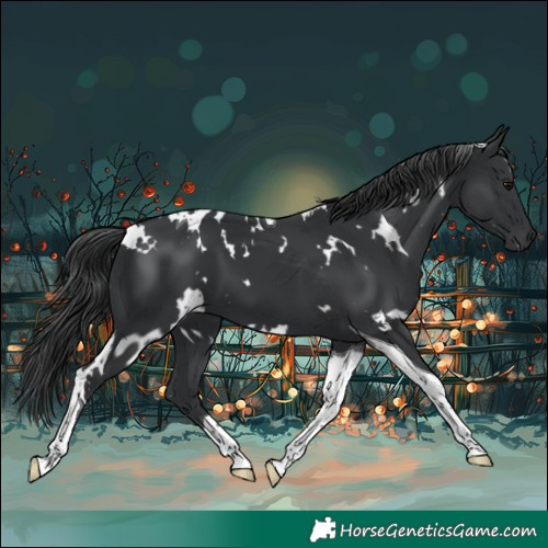 Horse Color:White Spotted Black Tobiano 